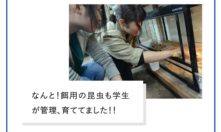 なんと！餌用の昆虫も学生が管理、育ててました！！