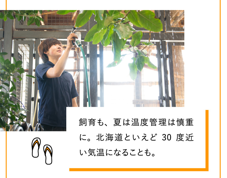 飼育も、夏は温度管理は慎重に。北海道といえど30度近い気温になることも。