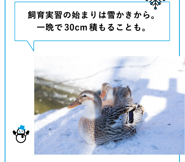 飼育実習の始まりは雪かきから。一晩で30cm積もることも。