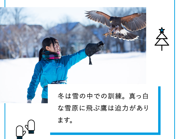 冬は雪の中での訓練。真っ白な雪原に飛ぶ鷹は迫力があります。
