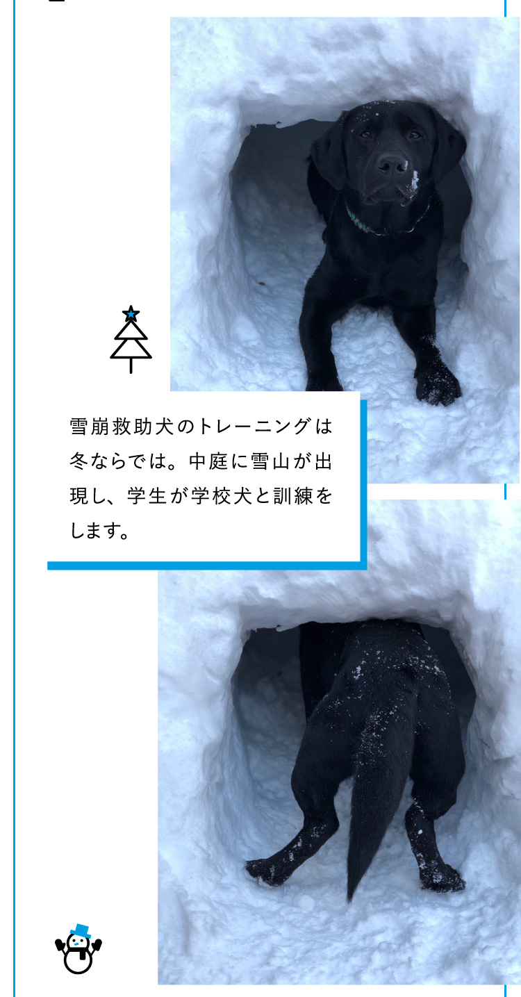 雪崩救助犬のトレーニングは冬ならでは。中庭に雪山が出現し、学生が学校犬と訓練をします。