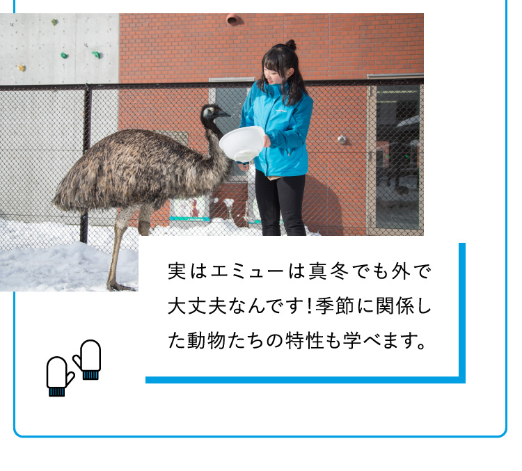 実はエミューは真冬でも外で大丈夫なんです！季節に関係した動物たちの特性も学べます。