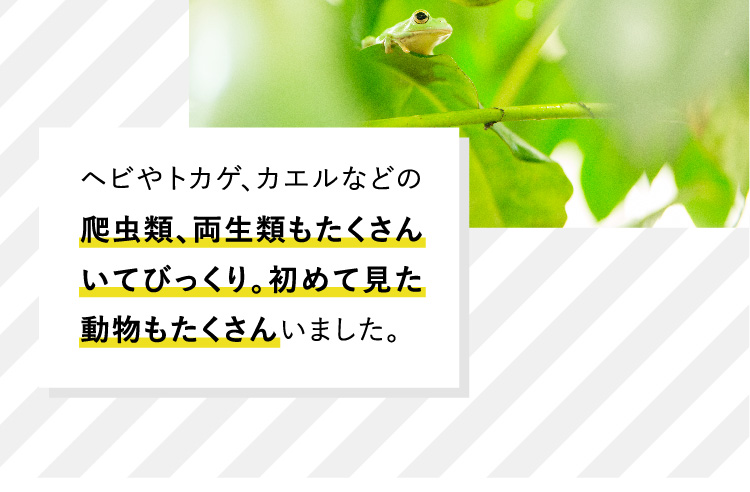 動物の種類が幅広い!ヘビやトカゲ、カエルなどの爬虫類、両生類もたくさんいてびっくり。初めて見た動物もたくさんいました。