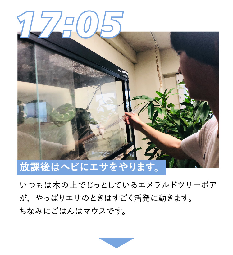 17:05 放課後はヘビにエサをやります。 いつもは木の上でじっとしているエメラルドツリーボアが、やっぱりエサのときはすごく活発に動きます。ちなみにごはんはマウスです。