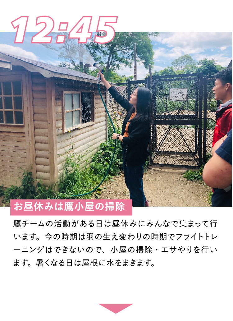 12:45 お昼休みは鷹小屋の掃除 鷹チームの活動がある日は昼休みにみんなで集まって行います。今の時期は羽の生え変わりの時期でフライトトレーニングはできないので、小屋の掃除・エサやりを行います。暑くなる日は屋根に水をまきます。