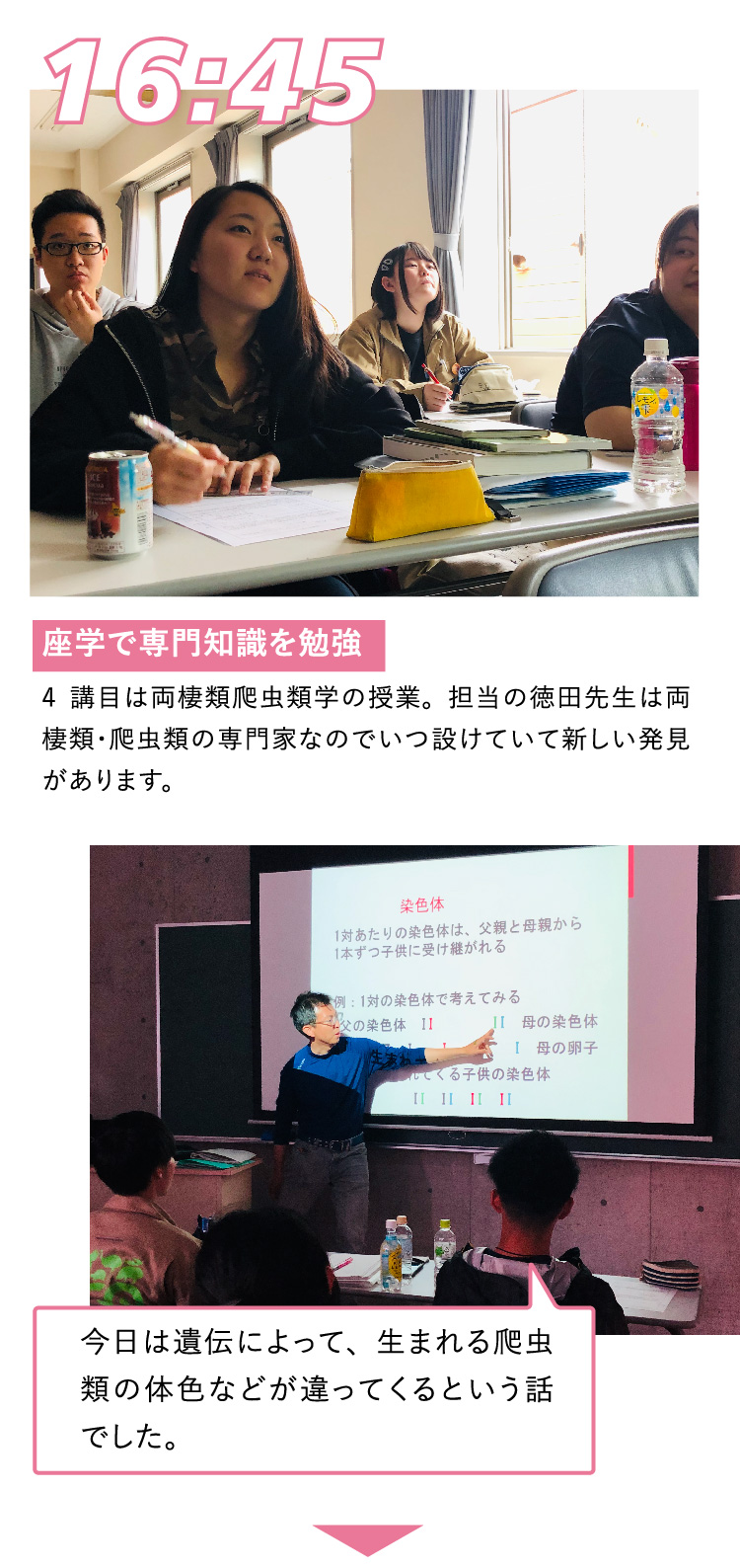 16:45 座学で専門知識を勉強 4講目は両棲類爬虫類学の授業。担当の徳田先生は両棲類･爬虫類の専門家なのでいつ設けていて新しい発見があります。 今日は遺伝によって、生まれる爬虫類の体色などが違ってくるという話でした。