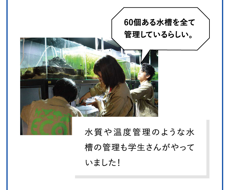 60個ある水槽を全て管理しているらしい。 水質や温度管理のような水槽の管理も学生さんがやっていました！