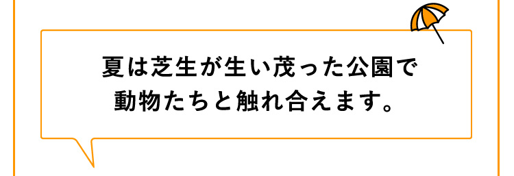 夏は芝生が生い茂った公園で動物たちと触れ合えます。