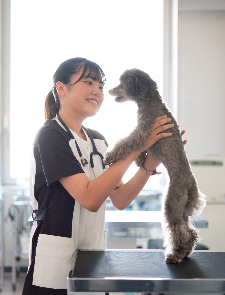 動物 看護 師 に なるには 大学