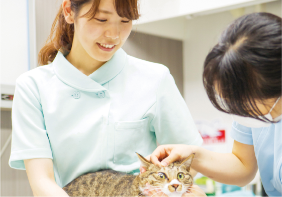 先輩の声 動物看護師学科 北海道エコ 動物自然専門学校 先輩の声 動物看護師学科 北海道エコ 動物自然専門学校