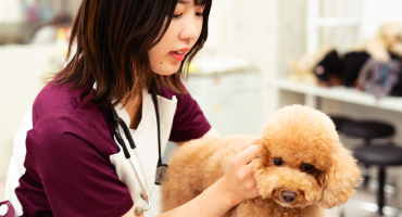 動物看護学科の写真