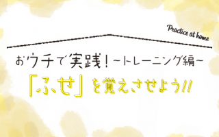 おウチで実践！〜トレーニング編〜 「ふせ」を覚えさせよう！！