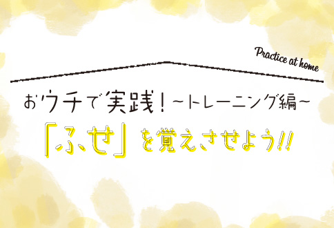 おウチで実践！〜トレーニング編〜 「ふせ」を覚えさせよう！！