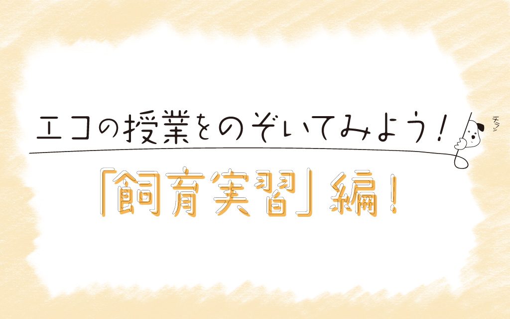 エコの授業をのぞいてみよう！ 「飼育実習」編！