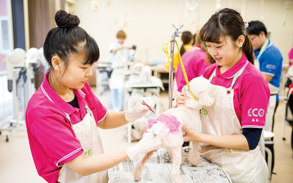 トリマーは、いろいろ、たくさん 考えながら、ワンちゃんを 仕上げます。