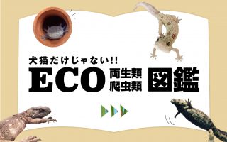 犬猫だけじゃない！！ECO両生類・爬虫類図鑑