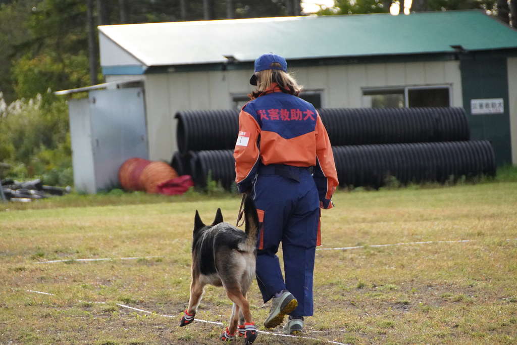 災害救助犬認定試験に合格しました！！ - 北海道エコ・動物自然
