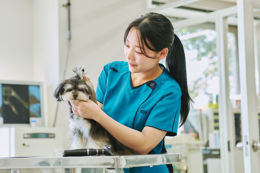 動物看護師の年収はどのくらい？仕事の将来性や給与を上げる方法などを解説！