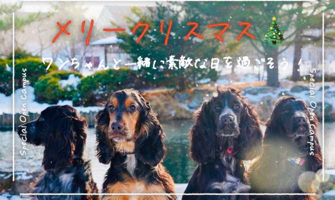 【12/19(土)】メリークリスマス★ワンちゃんと一緒に素敵な日を過ごそう!