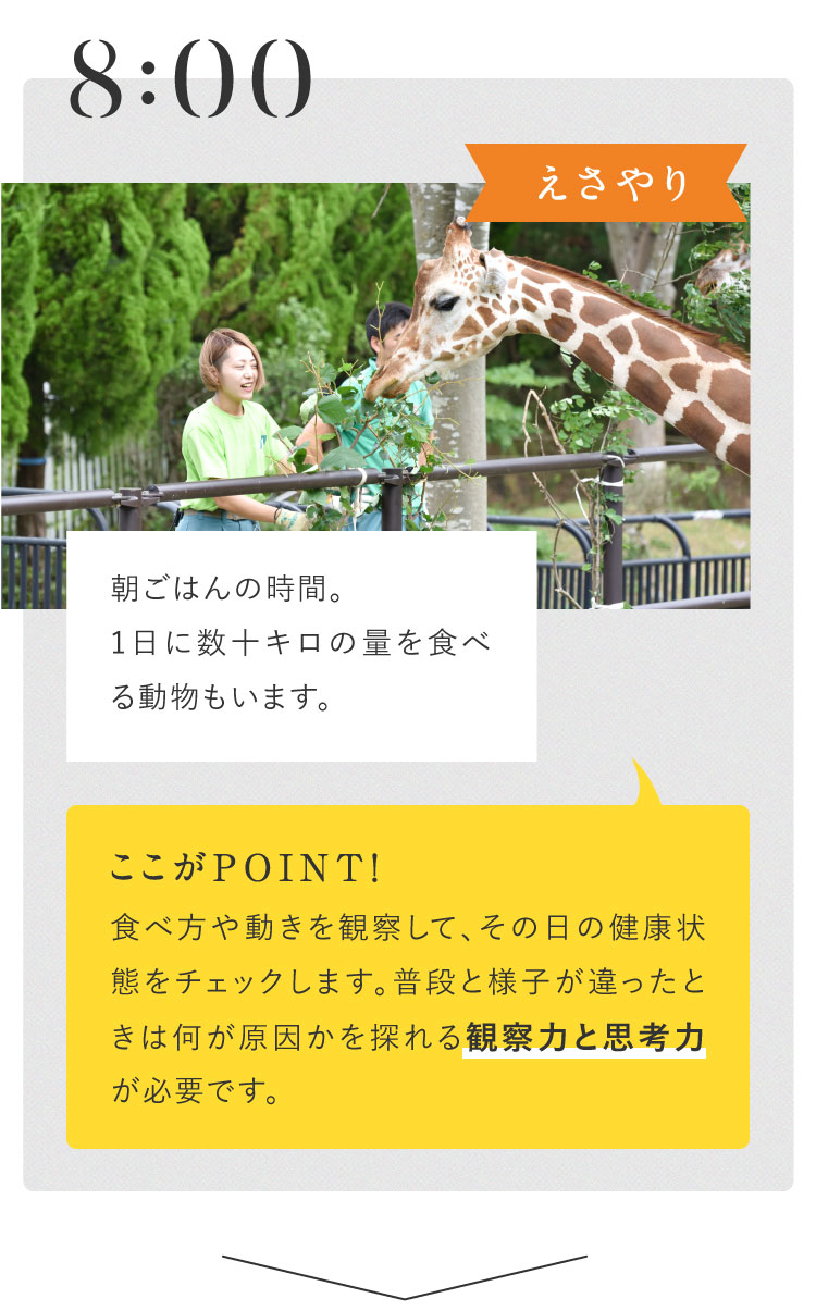 8:00 えさやり 朝ごはんの時間。1日に数十キロの量を食べる動物もいます。